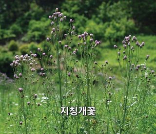 김중언님의 자유주제 · 자유게시판 작성글 사진