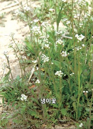 김중언님의 자유주제 · 자유게시판 작성글 사진