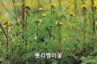 김중언님의 자유주제 · 자유게시판 작성글 사진