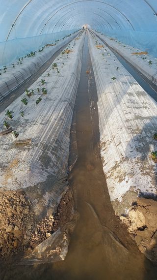 김복철님의 감자 · 자유게시판 작성글 사진