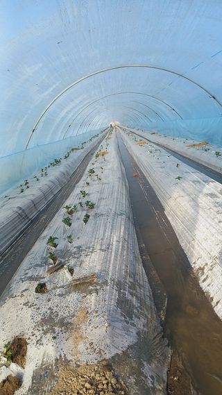 김복철님의 감자 · 자유게시판 작성글 사진