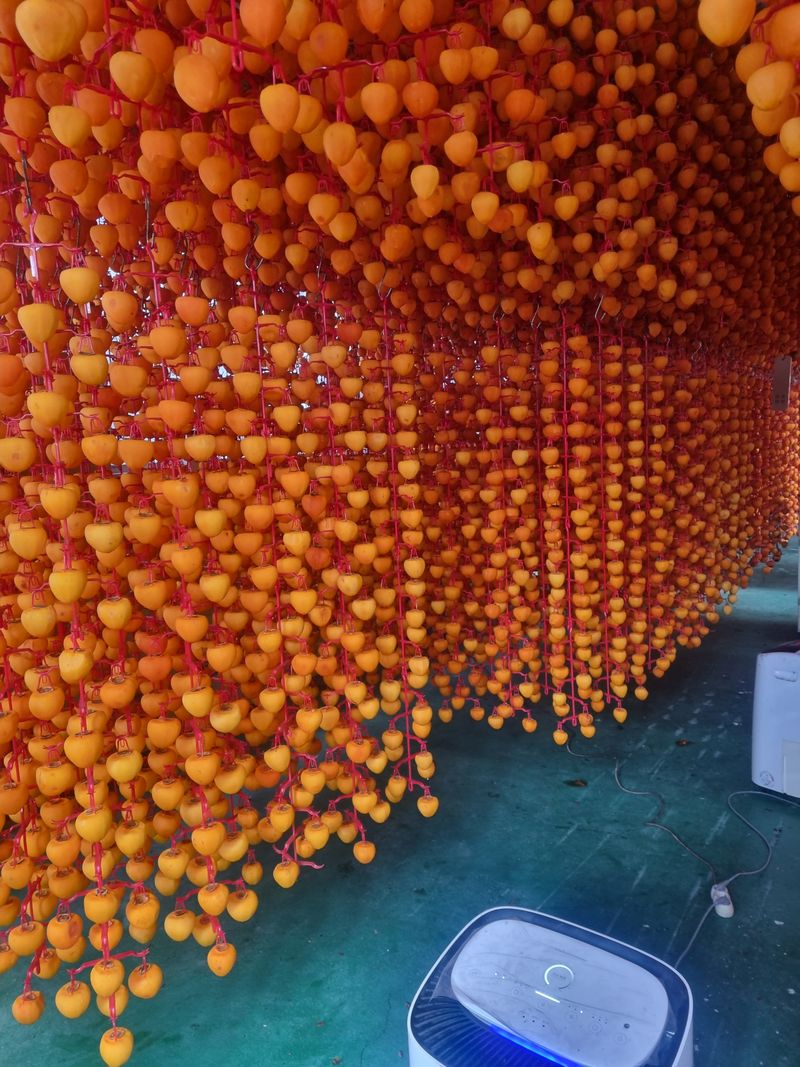 사과와곶감님의 장터 판매 상품 [함양곶감 팝니다] 첨부 사진