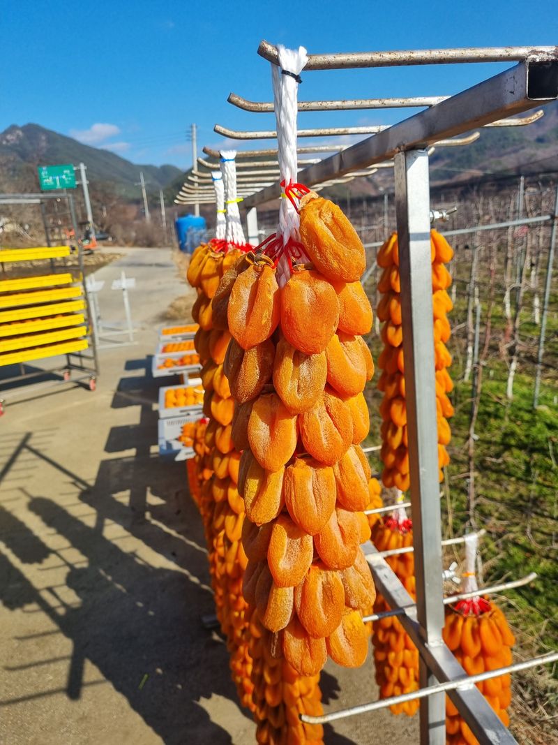 사과와곶감님의 장터 판매 상품 [함양곶감 팝니다] 첨부 사진