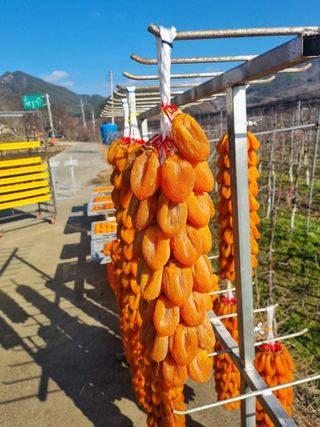 사과와곶감님의 작성글 사진