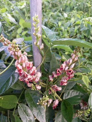 부금리(금강농원)님의 자유주제 · 자유게시판 작성글 사진