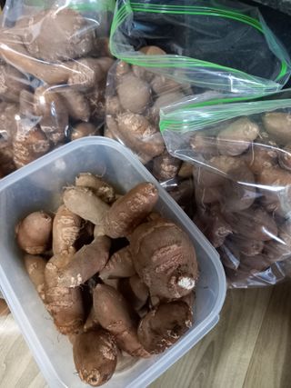 부금리(금강농원)님의 자유주제 · 자유게시판 작성글 사진