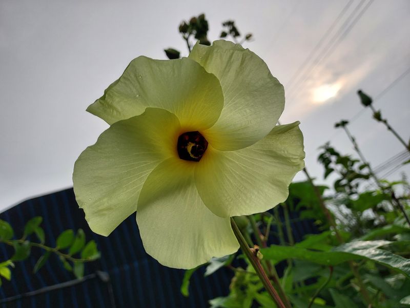 태일농산이정수님의 장터 판매 상품 [건금화규차 20g] 첨부 사진