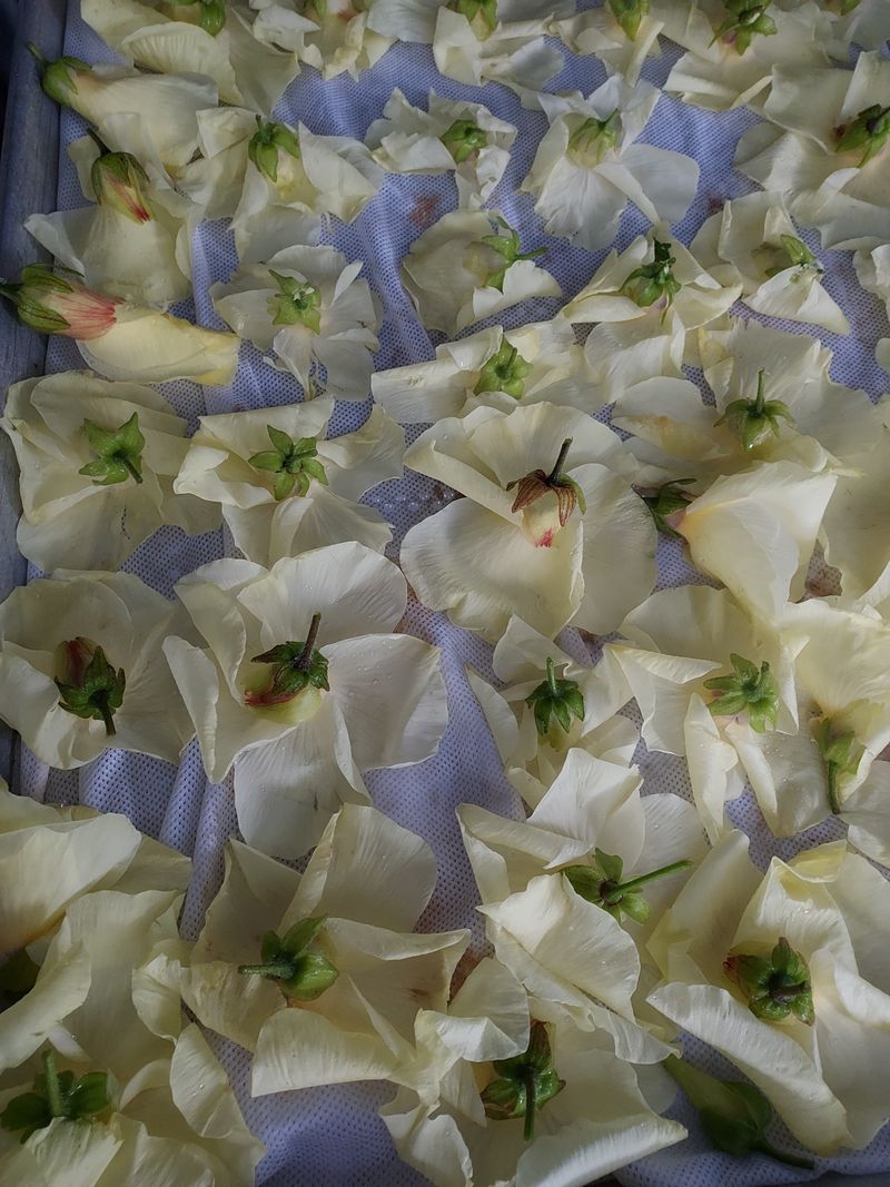 태일농산이정수님의 장터 판매 상품 [건금화규차 20g] 첨부 사진