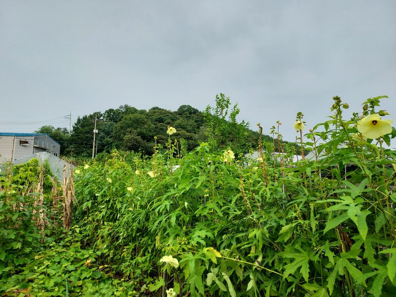 태일농산이정수님의 장터 판매 상품 [건금화규차 20g] 첨부 사진