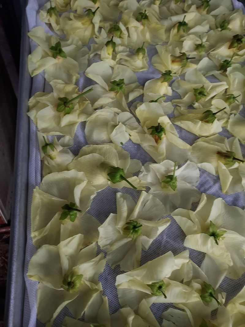 태일농산이정수님의 장터 판매 상품 [건금화규차 20g] 첨부 사진