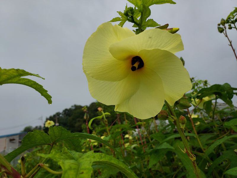 태일농산이정수님의 장터 판매 상품 [건금화규차 20g] 첨부 사진