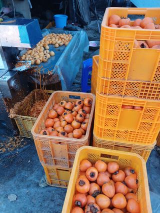 알 수 없음님의 감 · 자유게시판 작성글 사진