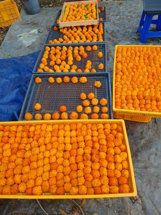 알 수 없음님의 감 · 자유게시판 작성글 사진