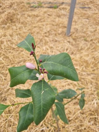 선선농원님의 기타작물 · 영농일지 작성글 사진