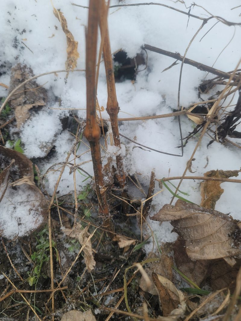 쨍하고해뜨는농원님의 장터 판매 상품 [건우슬뿌리1kg] 첨부 사진