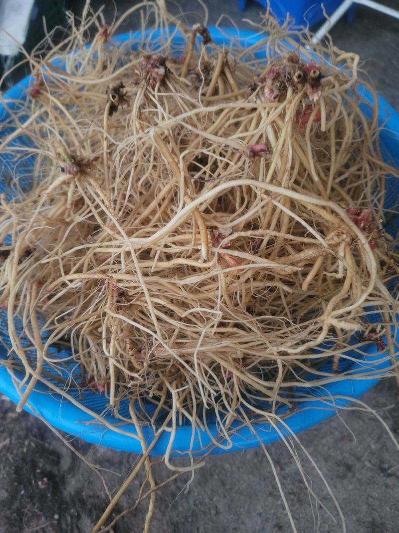 쨍하고해뜨는농원님의 장터 판매 상품 [건우슬뿌리1kg] 첨부 사진