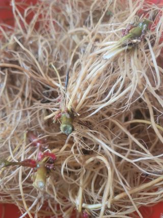 쨍하고해뜨는농원님의 작성글 사진