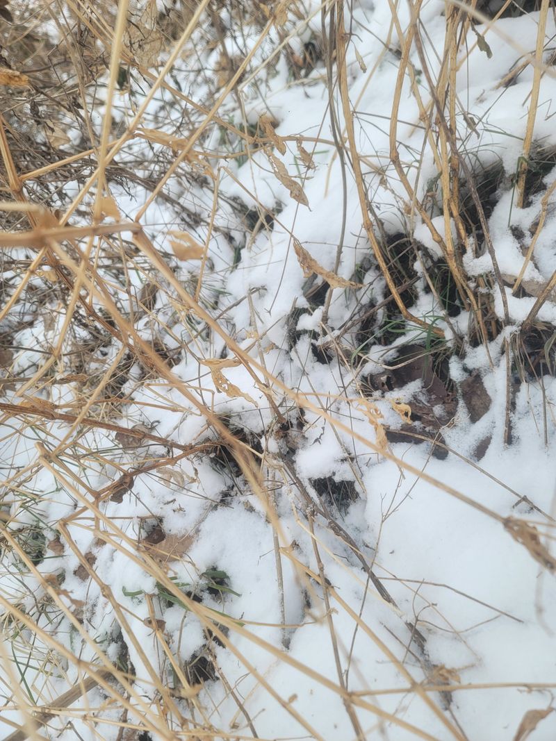 쨍하고해뜨는농원님의 장터 판매 상품 [건우슬뿌리1kg] 첨부 사진