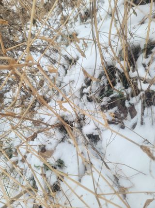 쨍하고해뜨는농원님의 작성글 사진