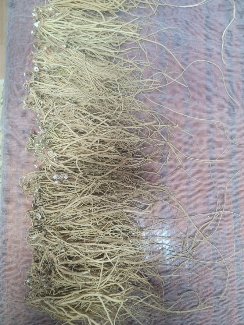 쨍하고해뜨는농원님의 장터 판매 상품 [건우슬뿌리1kg] 첨부 사진