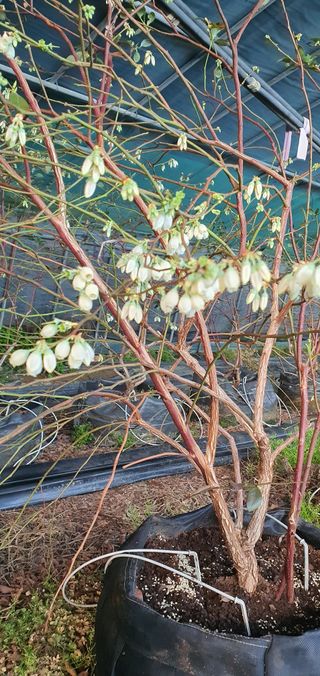 아리농원님의 블루베리 · 자유게시판 작성글 사진