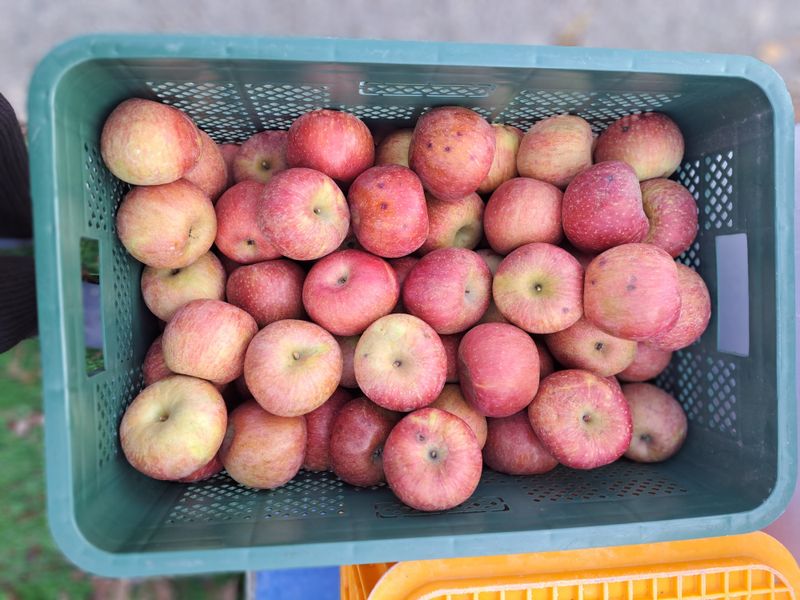 장터 상품 [정품못난이혼합] 썸네일