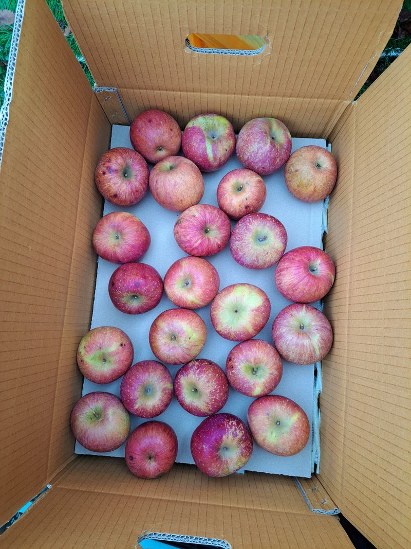 박수정님의 장터 판매 상품 [정품못난이혼합] 첨부 사진