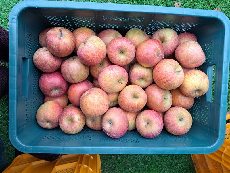 박수정님의 장터 판매 상품 [정품못난이혼합] 첨부 사진