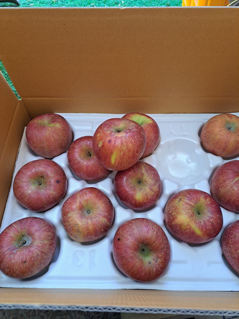 박수정님의 장터 판매 상품 [정품못난이혼합] 첨부 사진