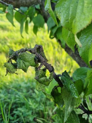 포항종미님의 매실 · 병해충상담 작성글 사진