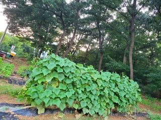 오연희님의 팜모닝에서 기억에 남은 것은? · 참여글 작성글 사진