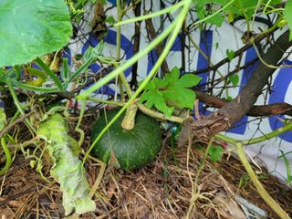 오연희님의 팜모닝에서 기억에 남은 것은? · 참여글 작성글 사진