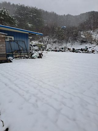 토종벌님의 옥수수 · 자유게시판 작성글 사진