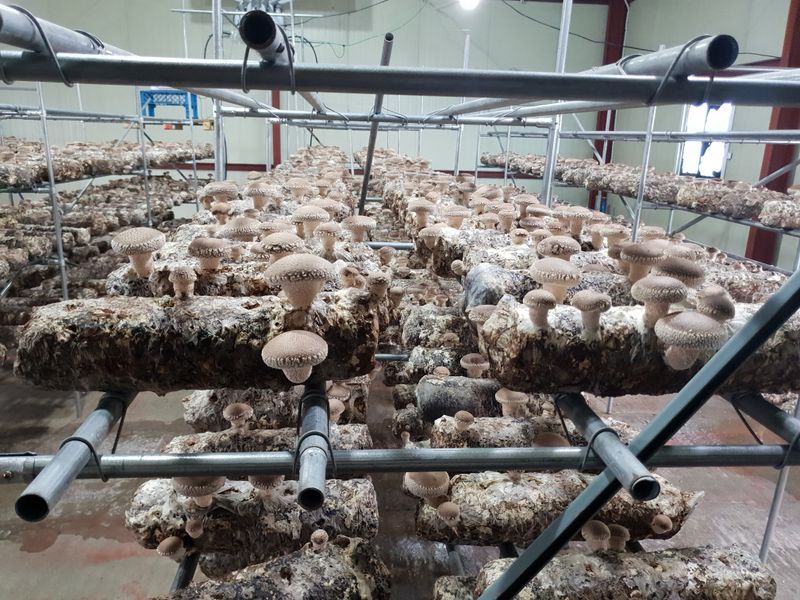 천석한님의 장터 판매 상품 [표고버섯 선물세트 ] 첨부 사진