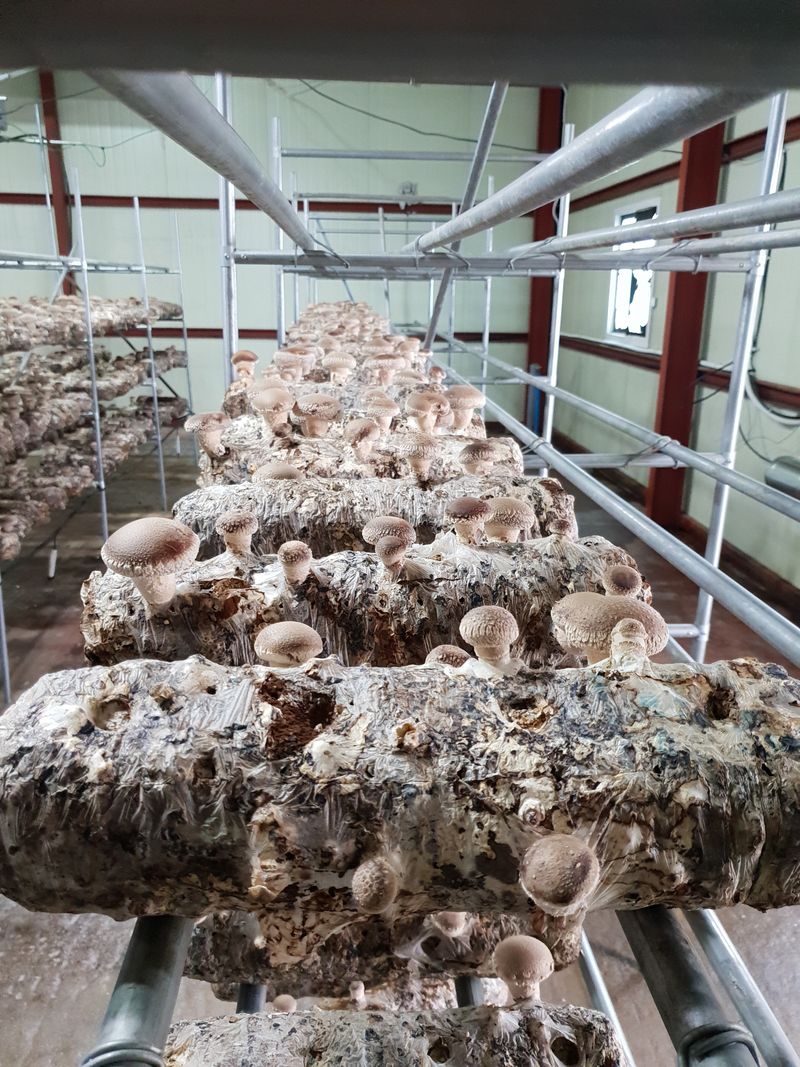 천석한님의 장터 판매 상품 [표고버섯 선물세트 ] 첨부 사진