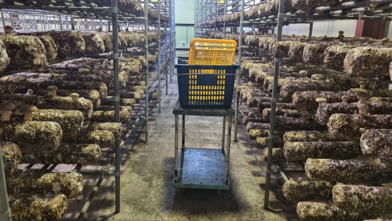 천석한님의 장터 판매 상품 [표고버섯 선물세트 ] 첨부 사진