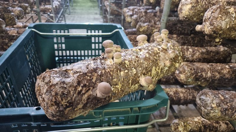 천석한님의 장터 판매 상품 [표고버섯 선물세트 ] 첨부 사진