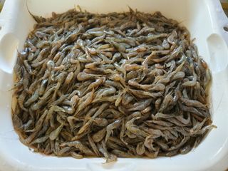 징금다리님의 자유주제 · 자유게시판 작성글 사진