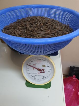 징금다리님의 자유주제 · 자유게시판 작성글 사진