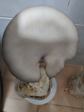 김희열님의 팜모닝에게 바라는 것은? · 참여글 작성글 사진