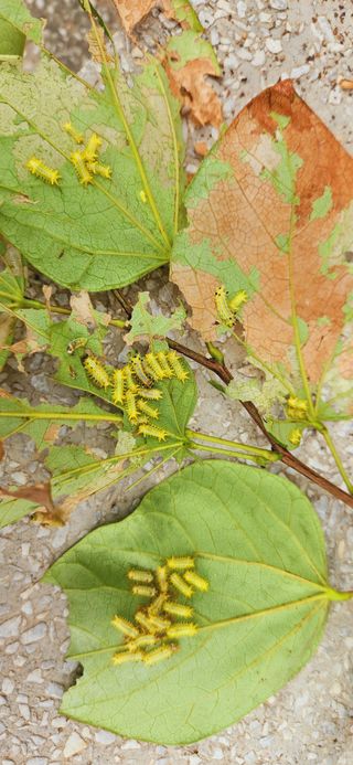 한상숙님의 팜모닝에게 바라는 것은? · 참여글 작성글 사진