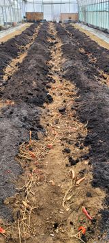 팜모닝 고추·토양준비 게시글 이미지