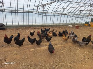 알 수 없음님의 자유주제 · 자유게시판 작성글 사진