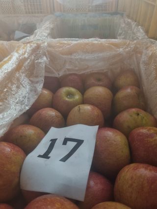 사과와곶감님의 감 · 자유게시판 작성글 사진