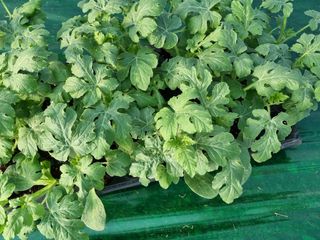 믿고사는농원-송미경님의 자유주제 · 자유게시판 작성글 사진