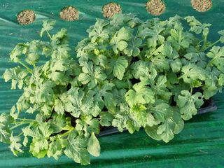 믿고사는농원-송미경님의 자유주제 · 자유게시판 작성글 사진