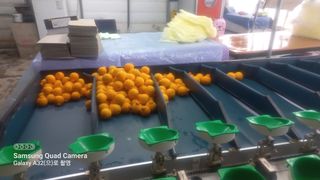 이호님의 귤 · 일상 작성글 사진