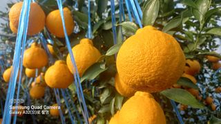 이호님의 귤 · 일상 작성글 사진