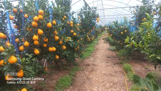 이호님의 귤 · 일상 작성글 사진