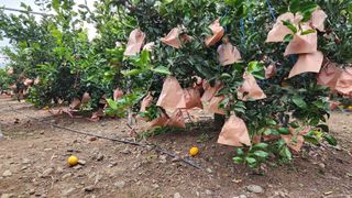 김병석님의 귤 · 수확 작성글 사진